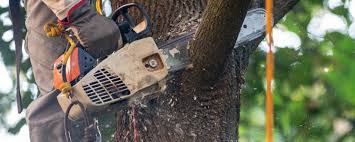 Best Fruit Tree Pruning  in Ettrick, VA