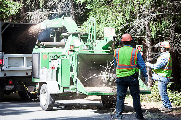 Ettrick, VA Tree Care Company