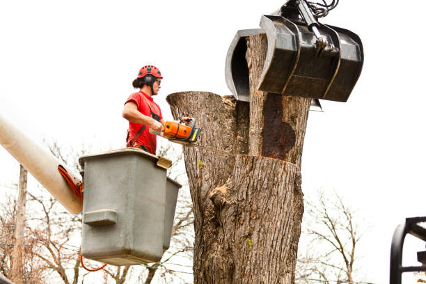 Reliable Ettrick, VA Tree Care Solutions